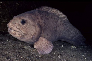 Синій tubat - мешканець північних морів і океанів Синій tubat - мешканець північних морів і океанів